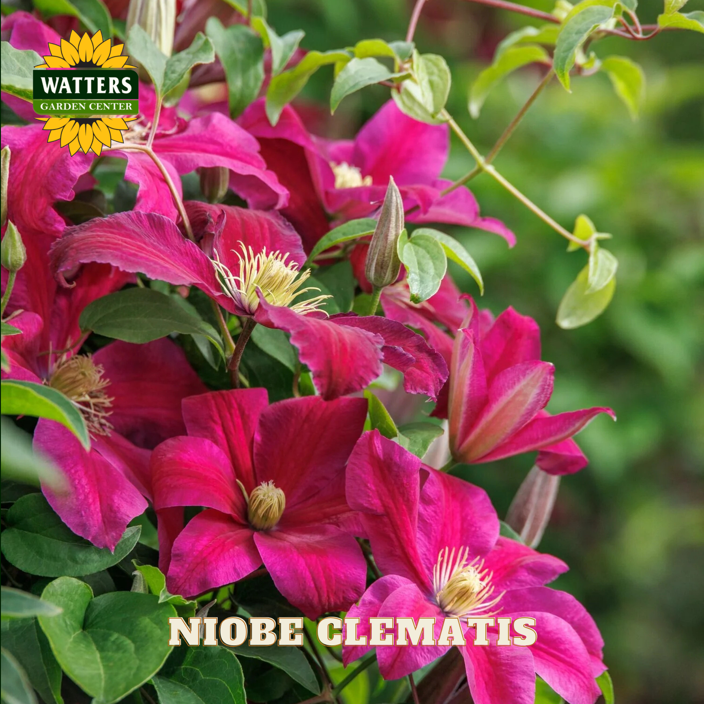 Pink clematis flowers with green leaves and Watters Garden Center branding.