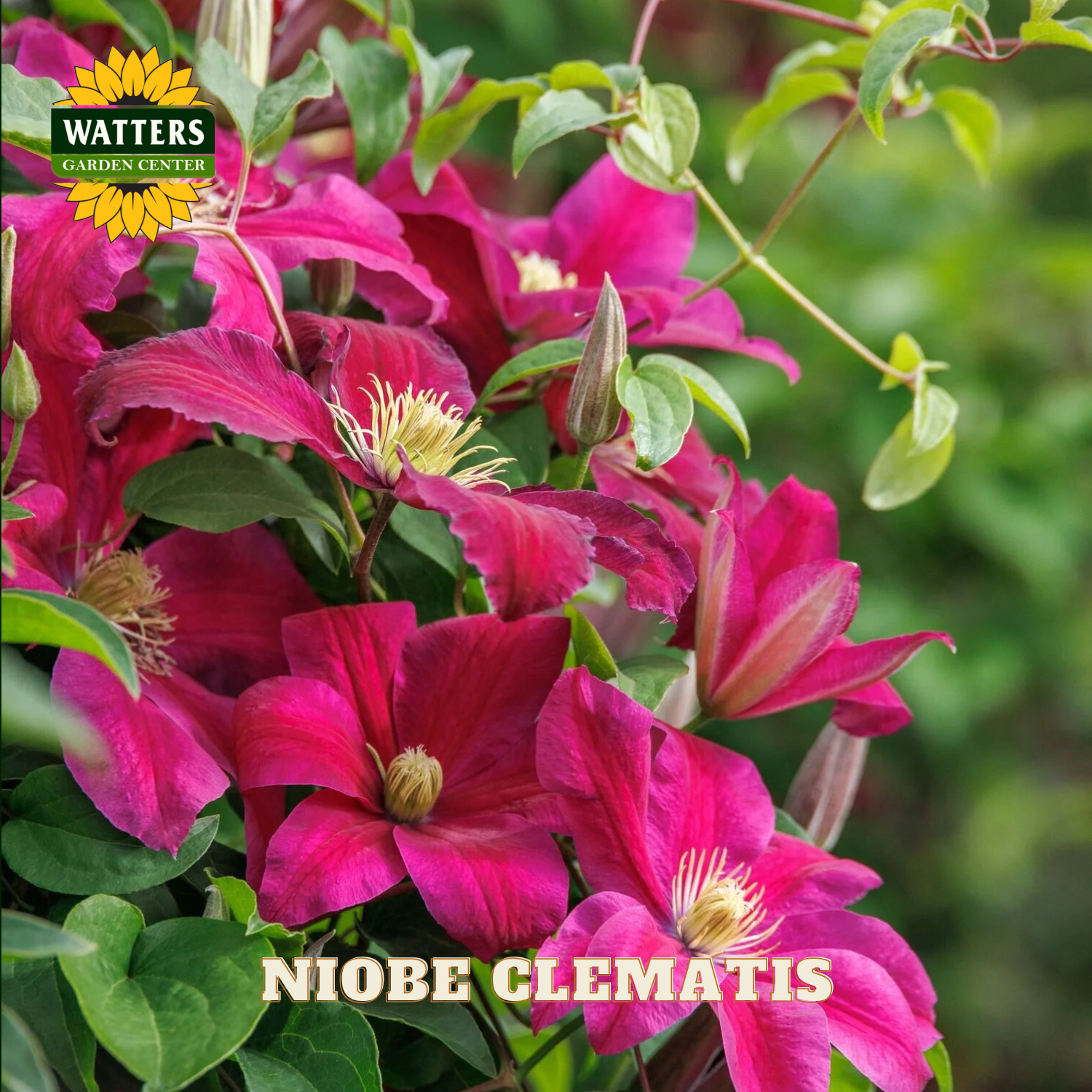 Pink clematis flowers with green leaves and Watters Garden Center branding.