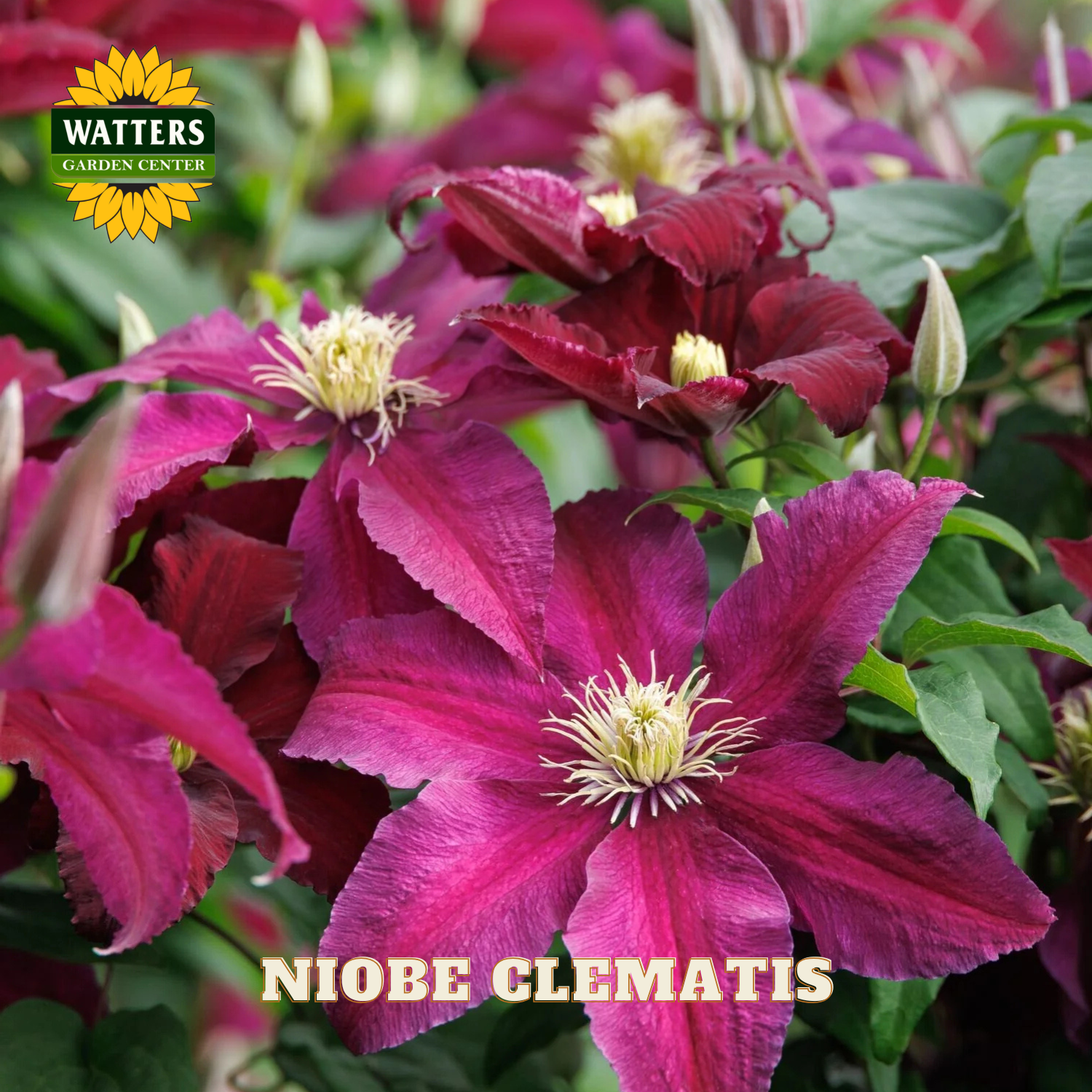 Niobe Clematis flowers with Watters Garden Center logo