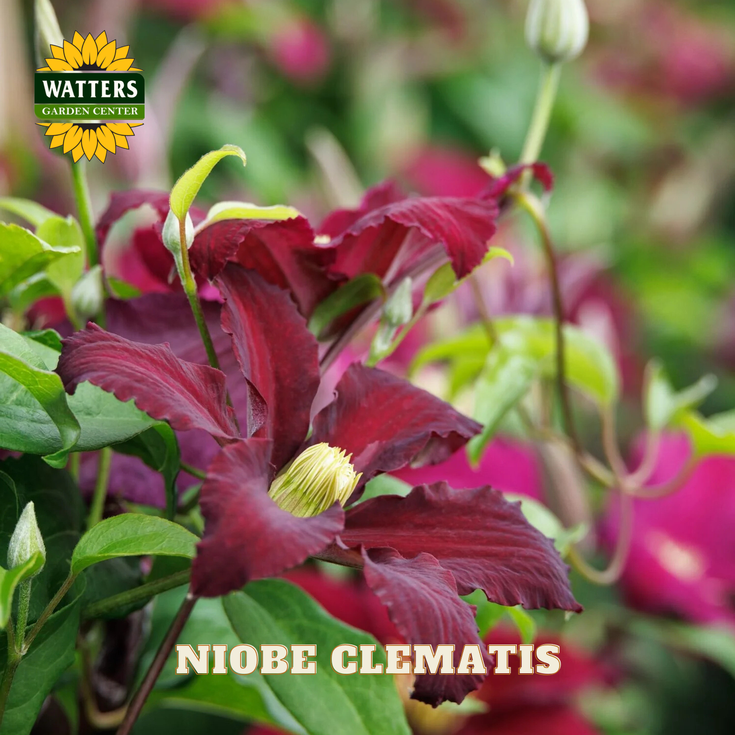 Niobe Clematis flower with Watters Garden Center logo in the corner.