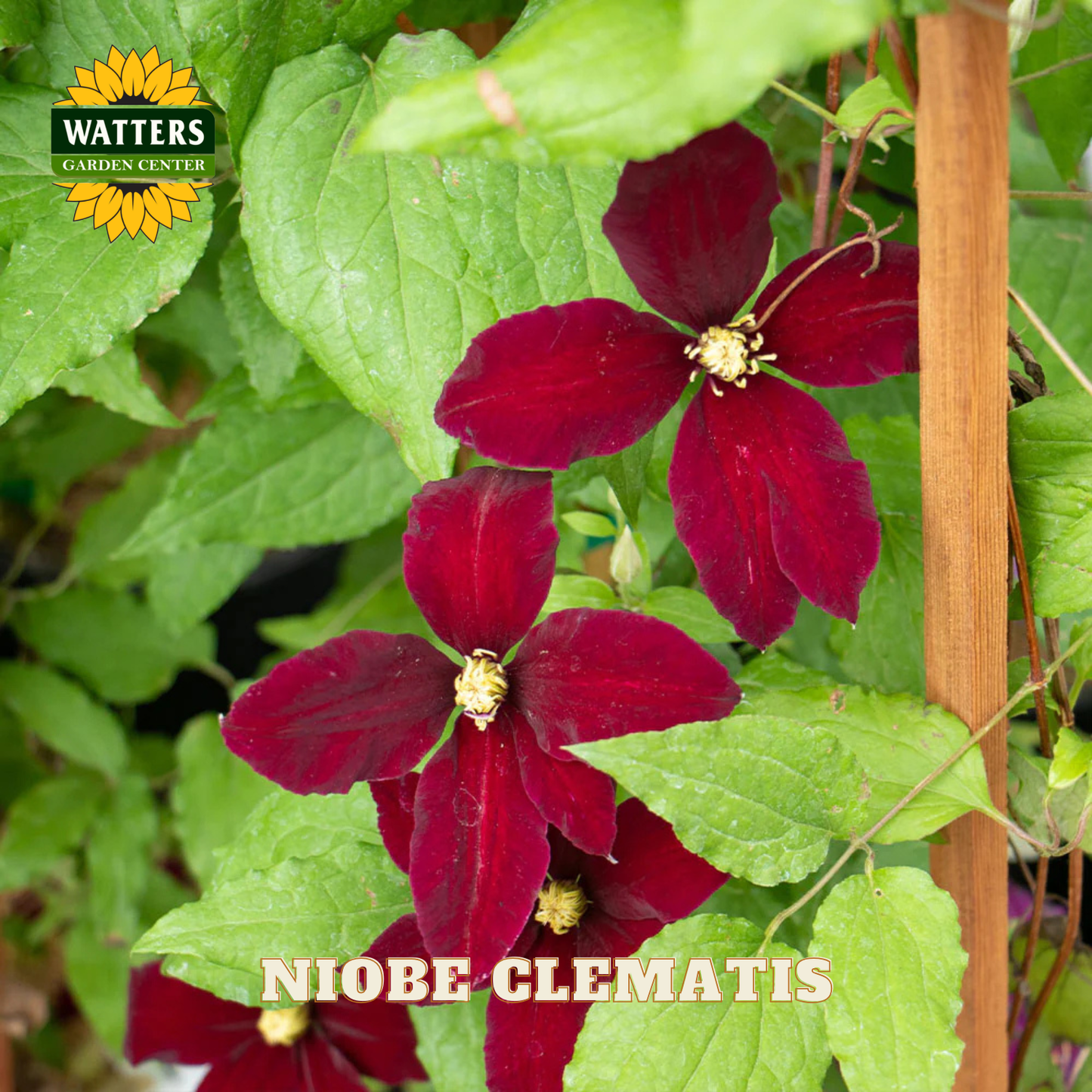 Red clematis flowers with green leaves and Watters Garden Center logo.