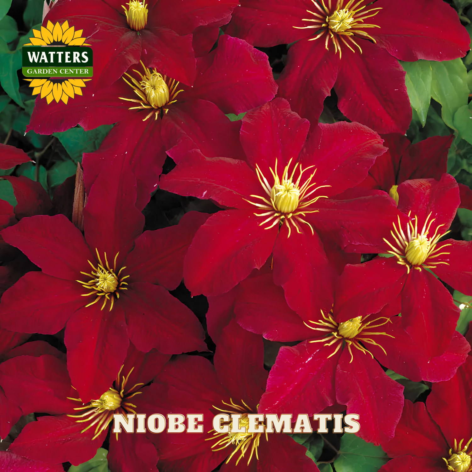 Red clematis flowers with yellow centers and Watters Garden Center logo.