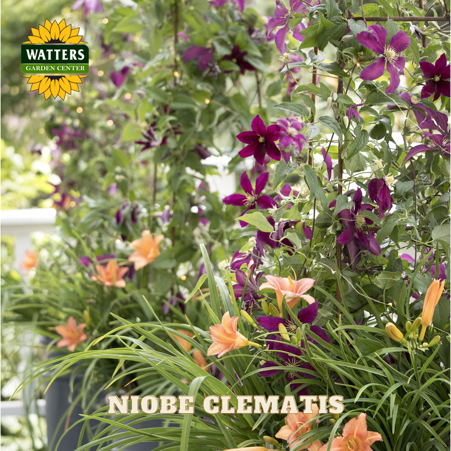 Vibrant garden scene with Niobe Clematis flowers and Watters Garden Center logo.