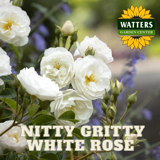 NITTY GRITTY WHITE ROSE 2gal