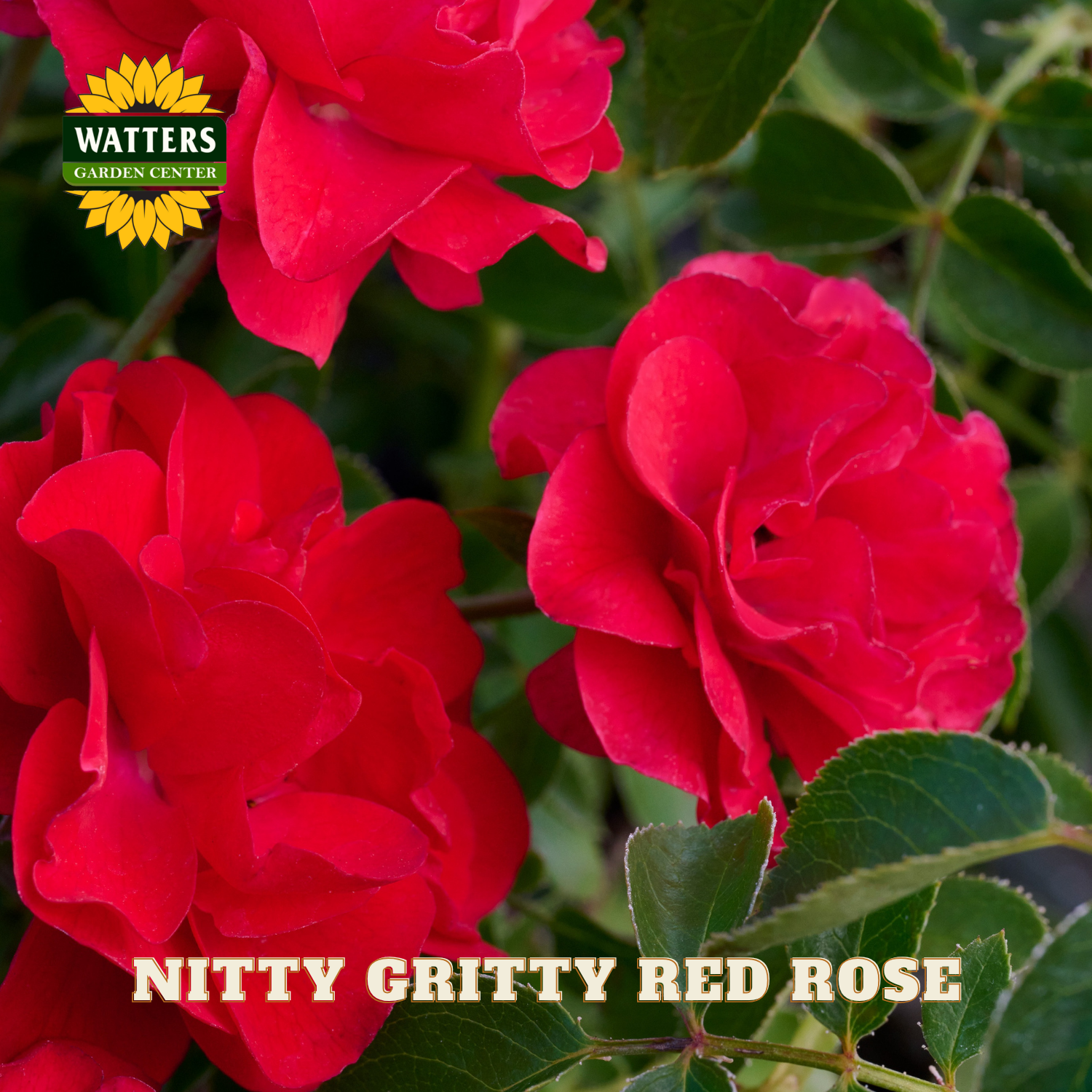 Red roses with green leaves and Watters Garden Center logo.