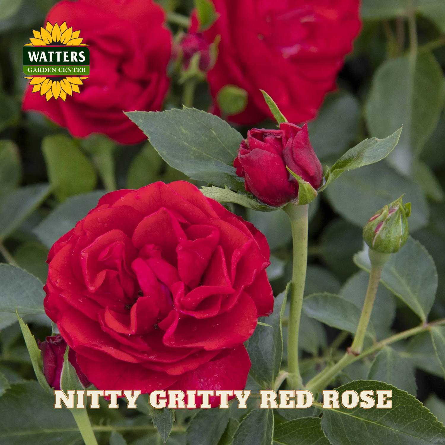 Red rose with green leaves and buds, labeled 'Nitty Gritty Red Rose' by Watters Garden Center.