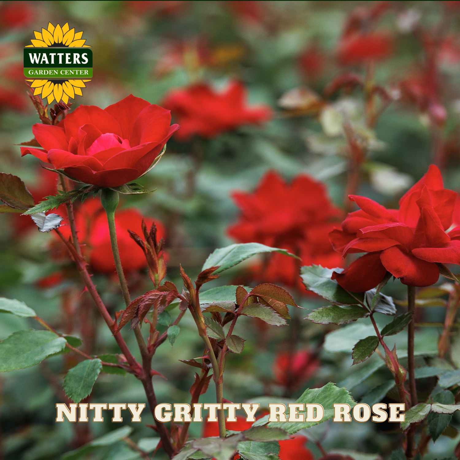 Red roses with Watters Garden Center logo and 'Nitty Gritty Red Rose' text.