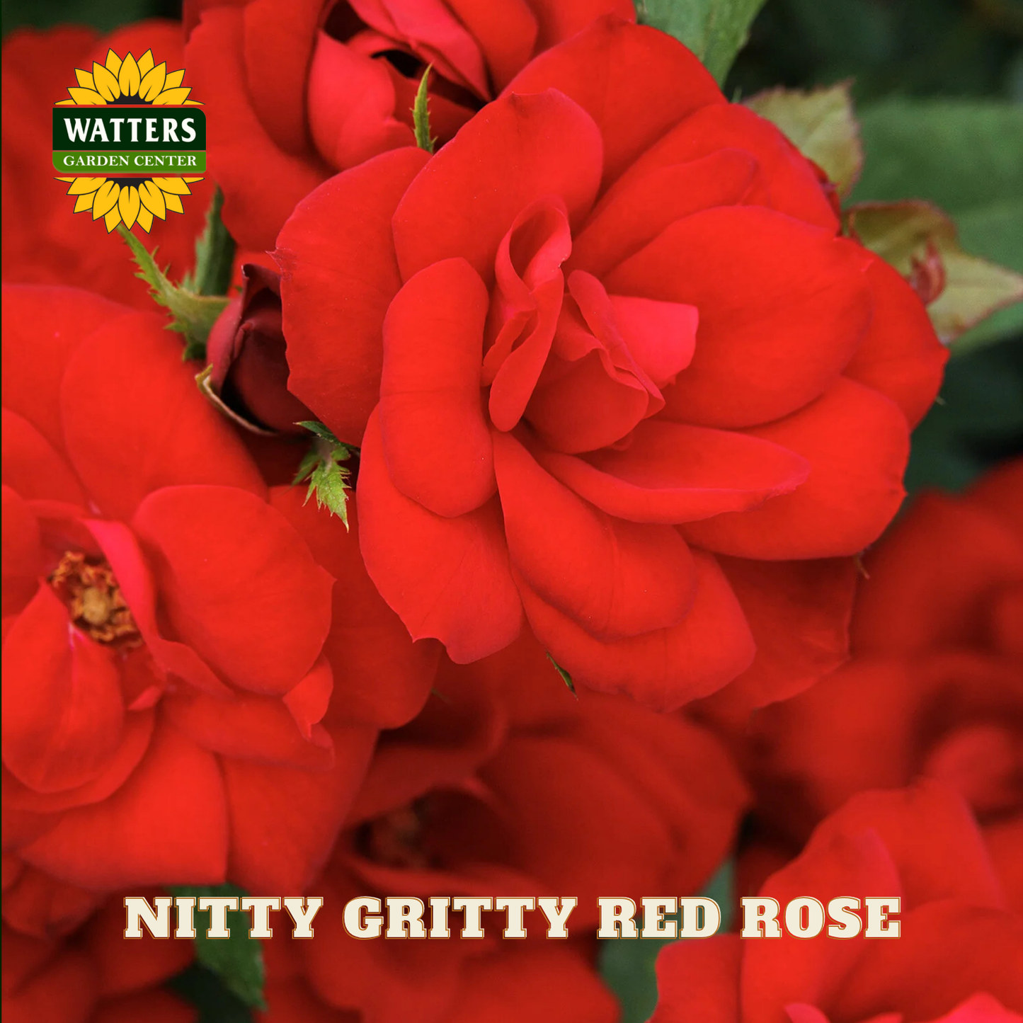 Close-up of red roses with 'Watters Garden Center' logo and 'Nitty Gritty Red Rose' text.