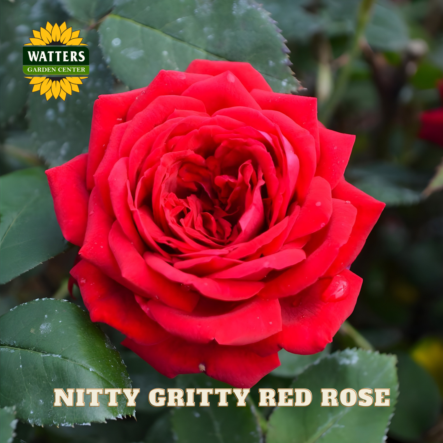 Red rose with green leaves and Watters Garden Center logo.