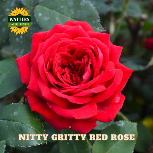 Red rose with green leaves and Watters Garden Center logo.