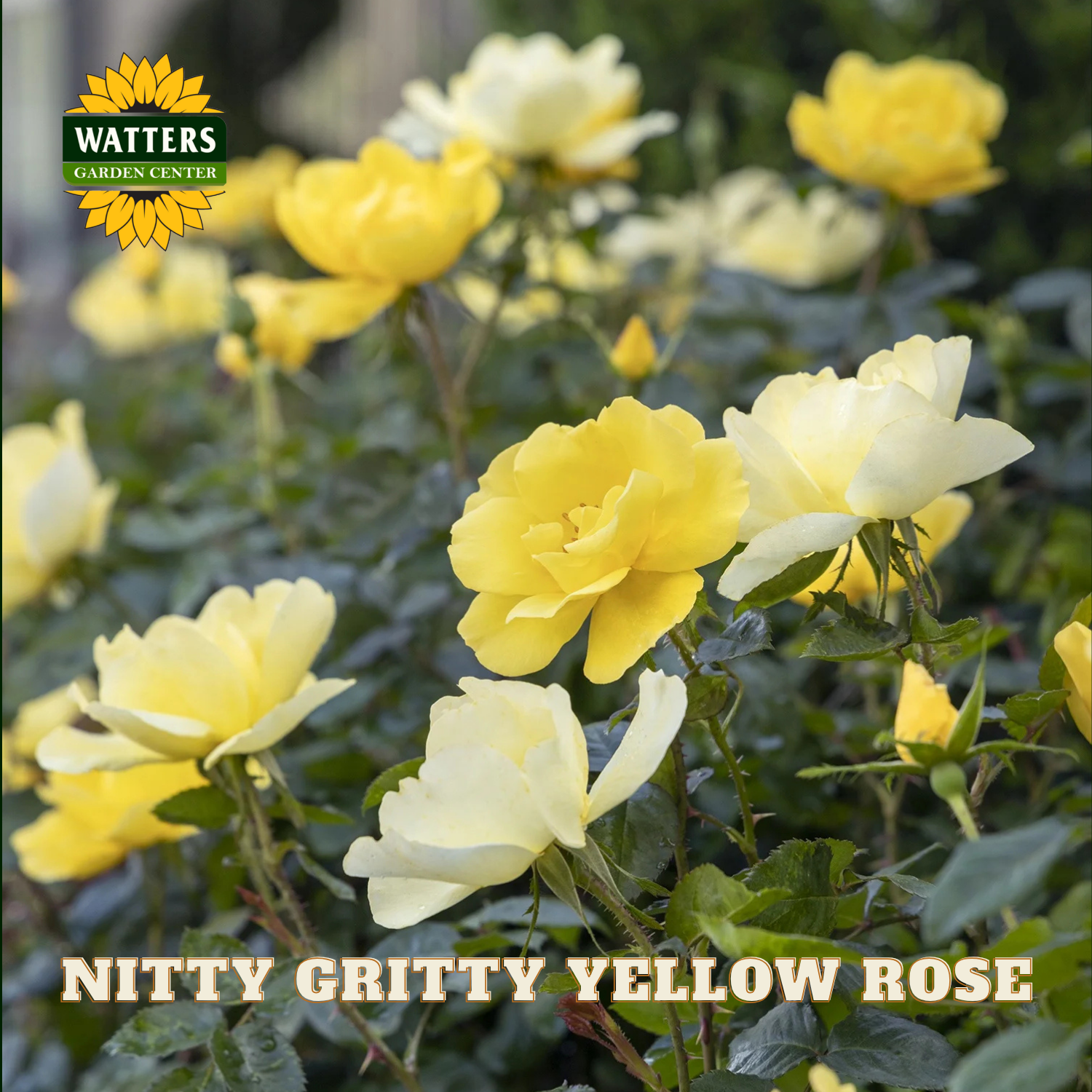 Nitty Gritty Yellow Rose with Watters Garden Center logo
