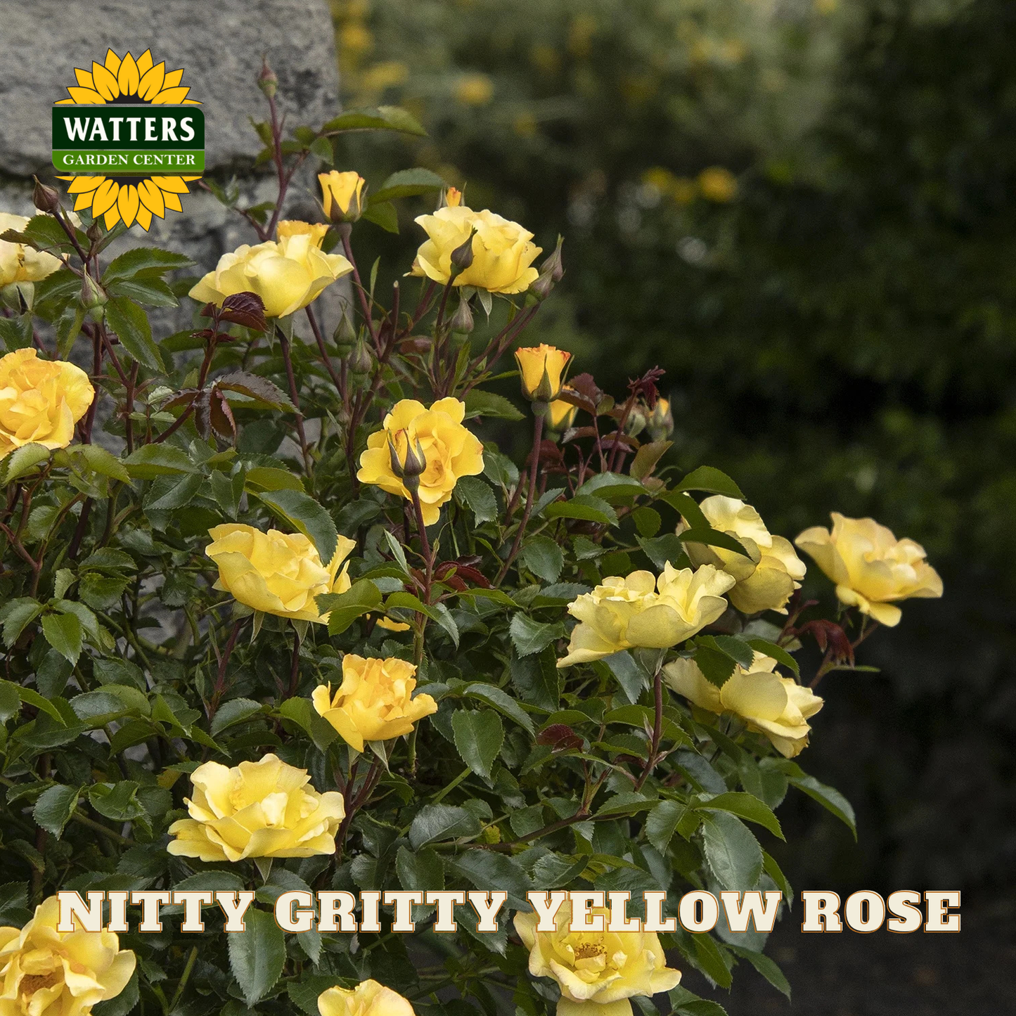 Nitty Gritty Yellow Rose bush with yellow flowers and green leaves, branded with Watters Garden Center.