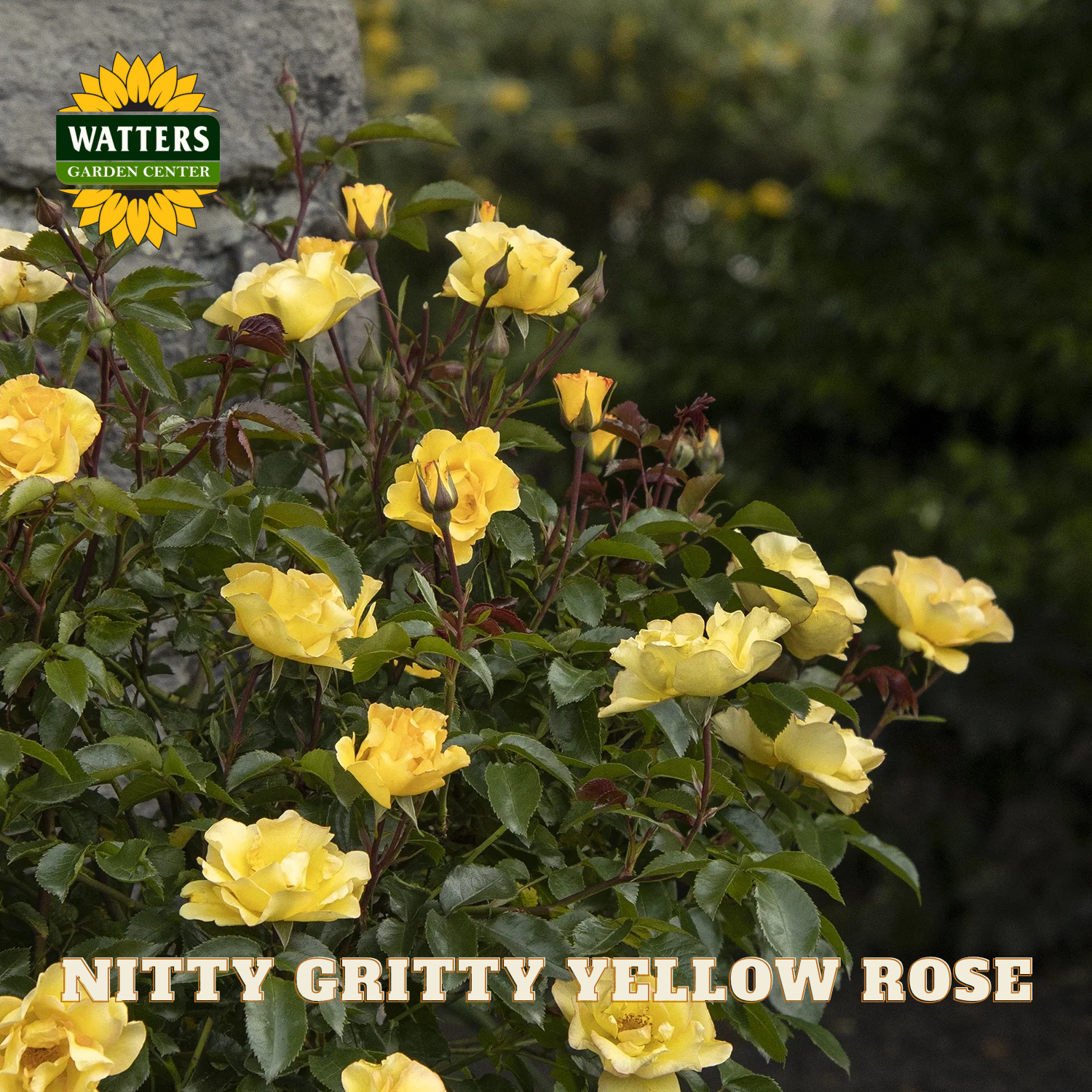 Nitty Gritty Yellow Rose bush with yellow flowers and green leaves, branded with Watters Garden Center.