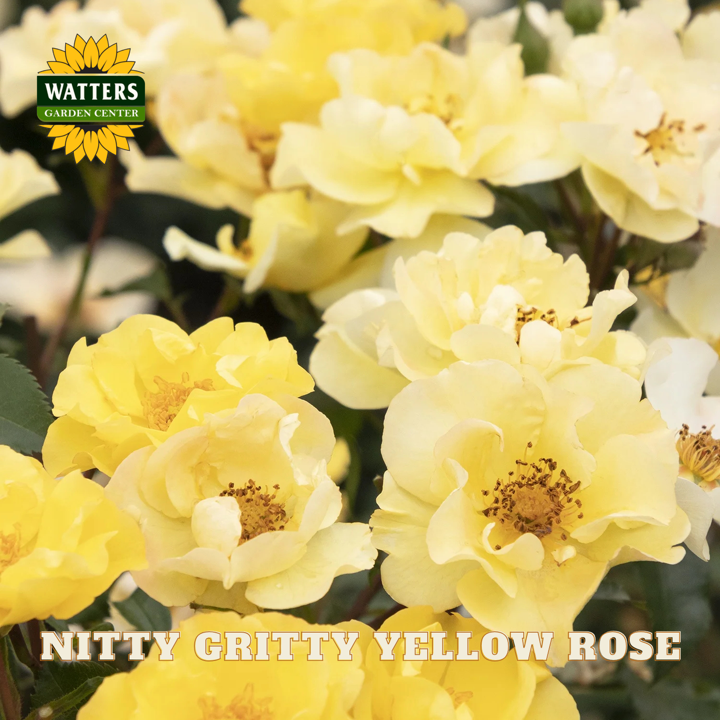 Nitty Gritty Yellow Rose with Watters Garden Center logo