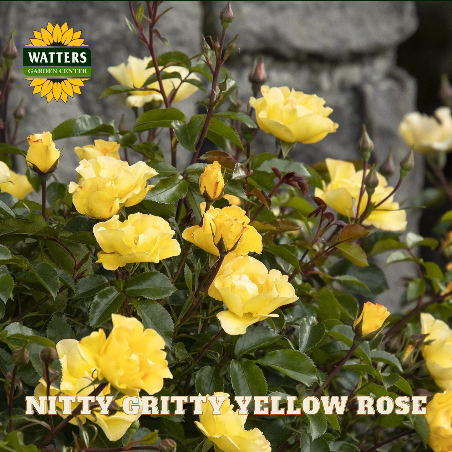 Nitty Gritty Yellow Rose bush with Watters Garden Center branding.