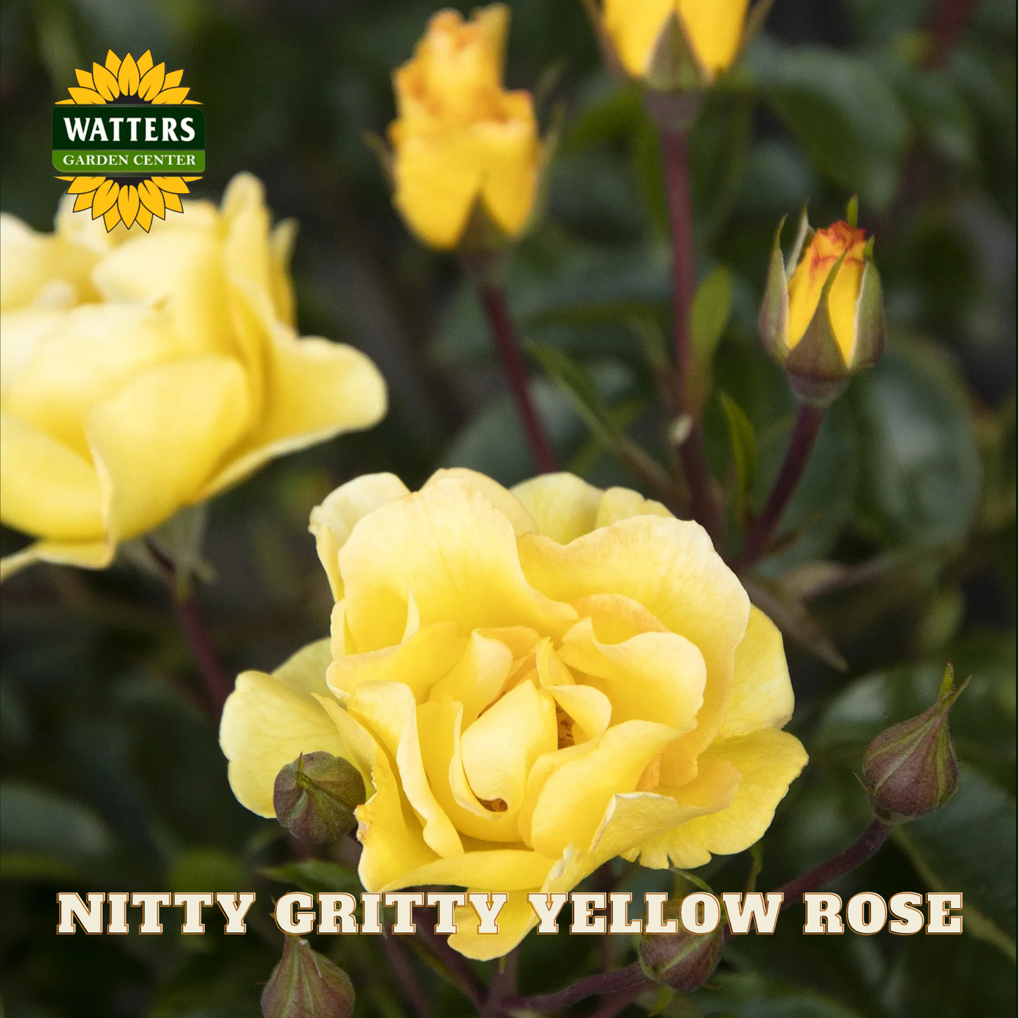 Yellow roses with buds and green leaves, featuring Watters Garden Center logo.