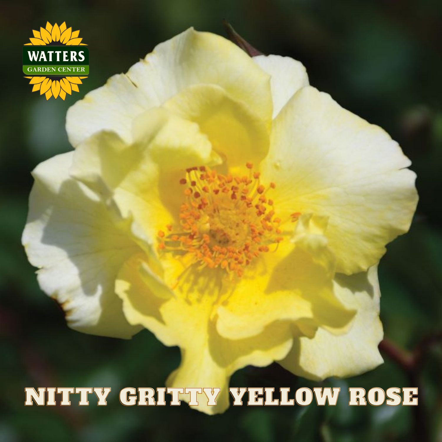 Yellow rose with Watters Garden Center logo and text overlay