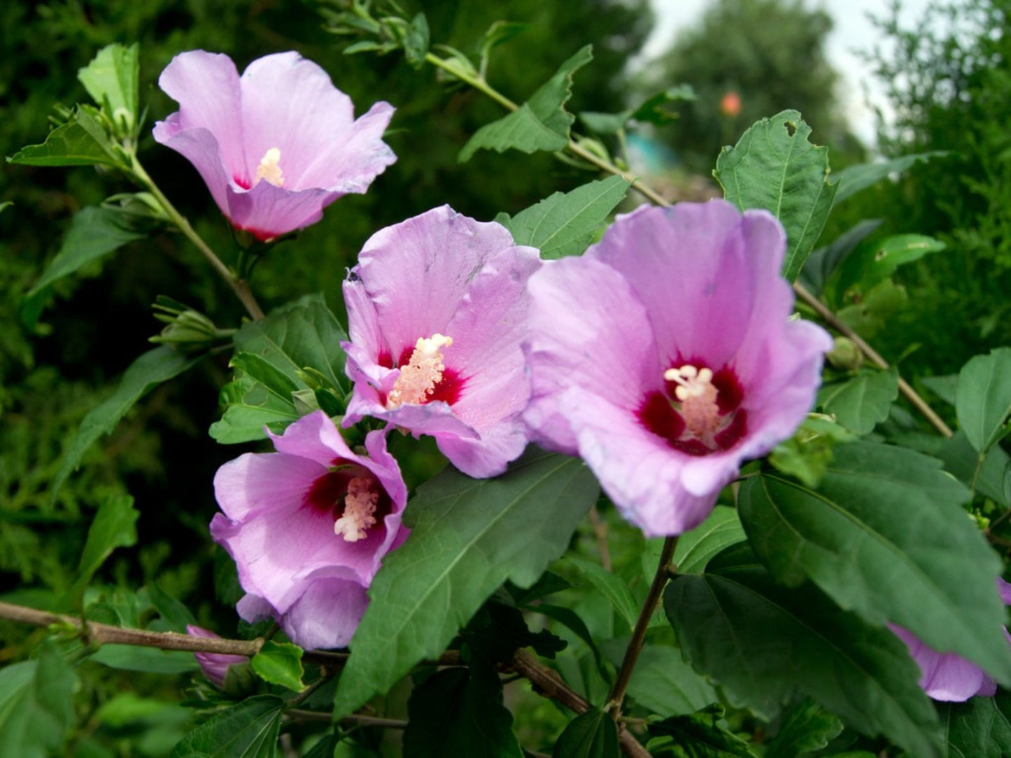 TAHITI ROSE OF SHARON TREE 5gal
