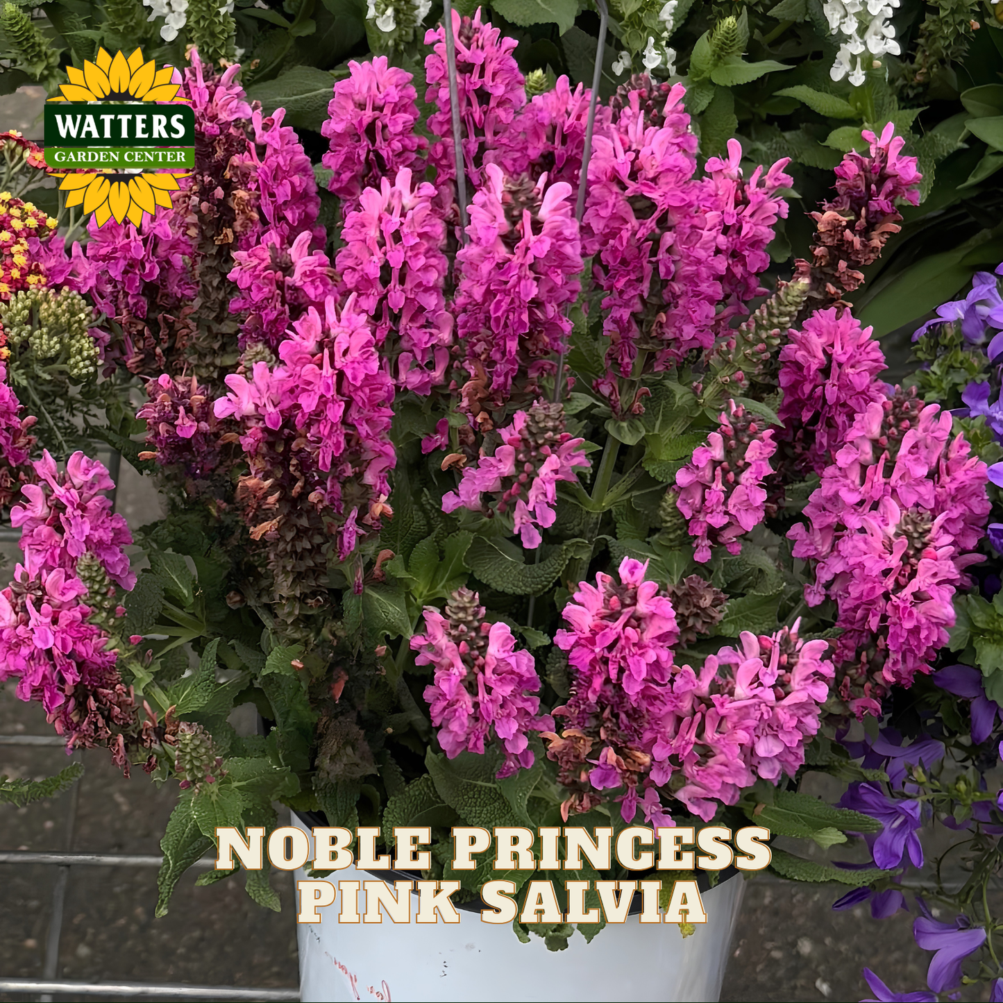 A potted plant of Noble Princess Pink Salvia flowers in a white bucket, with green foliage and bright pink blooms. The Watters Garden Center logo is in the top-left corner, and 'NOBLE PRINCESS PINK SALVIA' is written at the bottom.