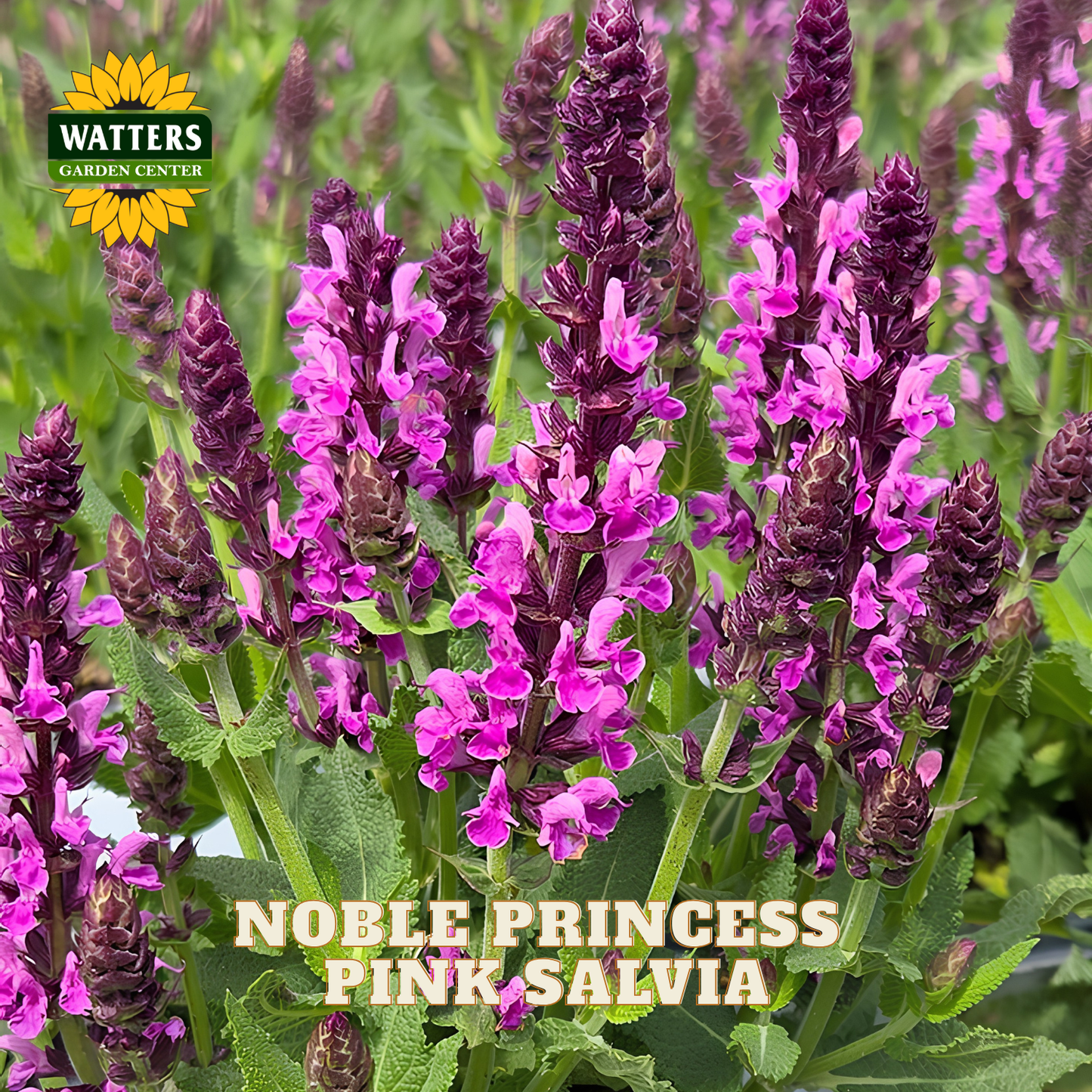 Pink Salvia 'Noble Princess' flowers blooming in a garden setting, with green leaves and purple-pink spikes. The Watters Garden Center logo is in the top-left corner, and the text 'NOBLE PRINCESS PINK SALVIA' is overlaid at the bottom.