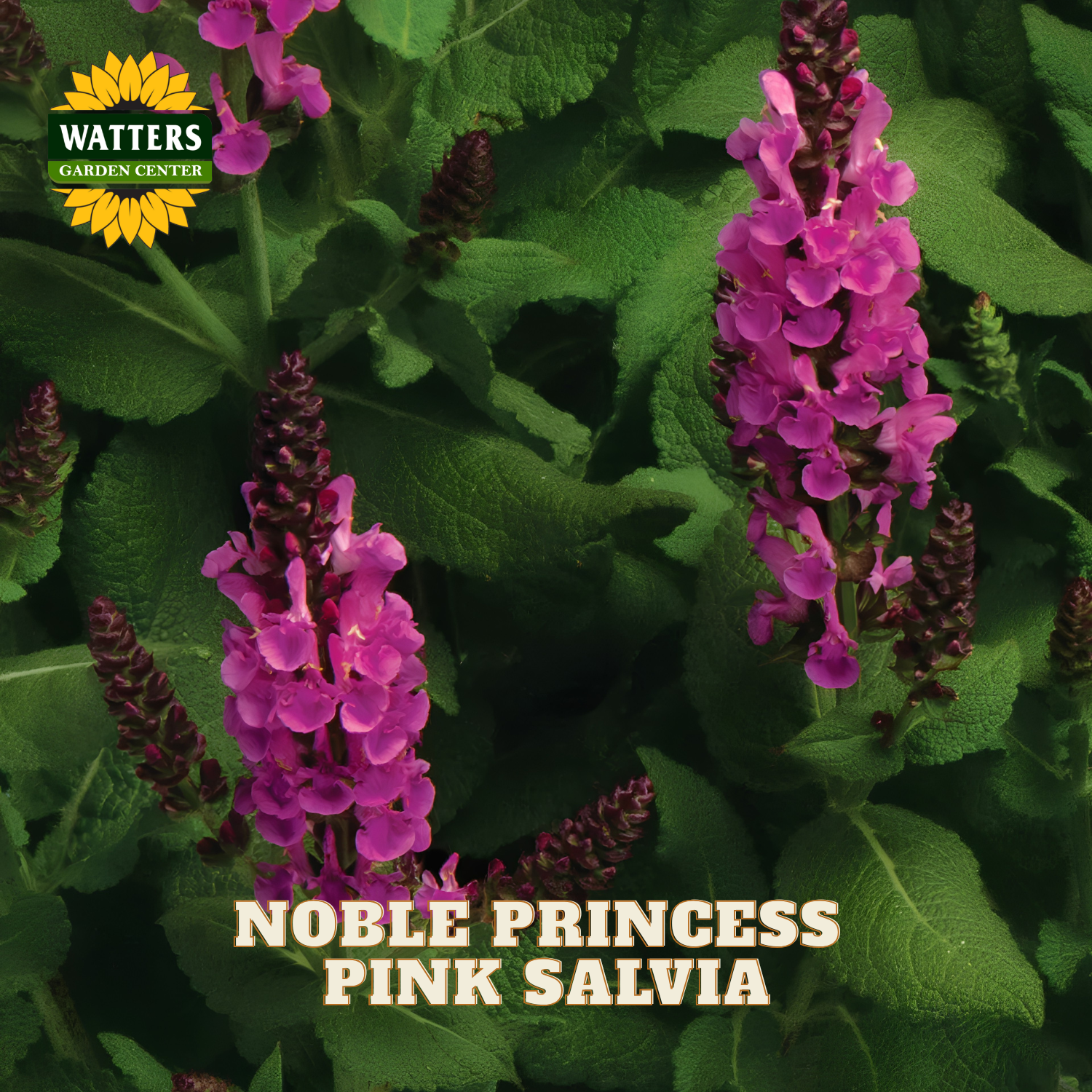 Pink Salvia plant with tall spikes of bright pink flowers growing among green leaves, with a Watters Gardens Center logo and 'NOBLE PRINCESS PINK SALVIA' text overlay.