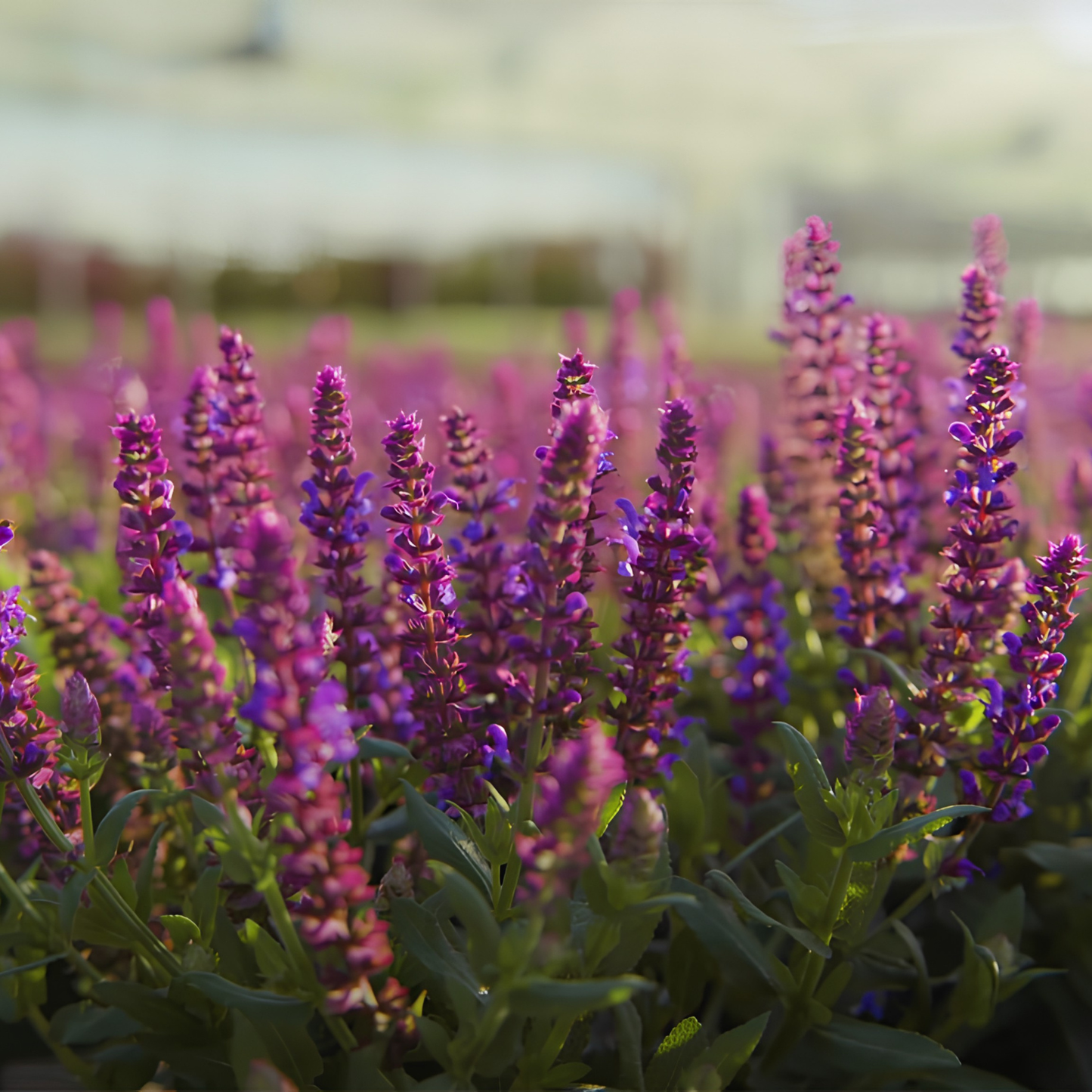 Purple and pink salvia flowers blooming in a field with green leaves, photographed in soft natural light with a blurred background.