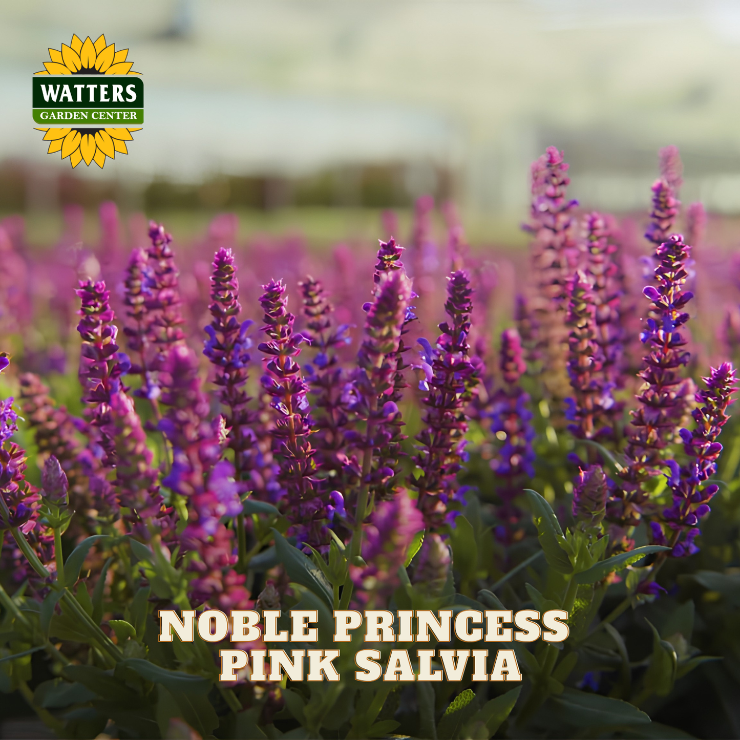 Blooming pink salvia flowers in a field with the text 'NOBLE PRINCESS PINK SALVIA' and a 'Watters Gardens Center' logo in the top left corner.
