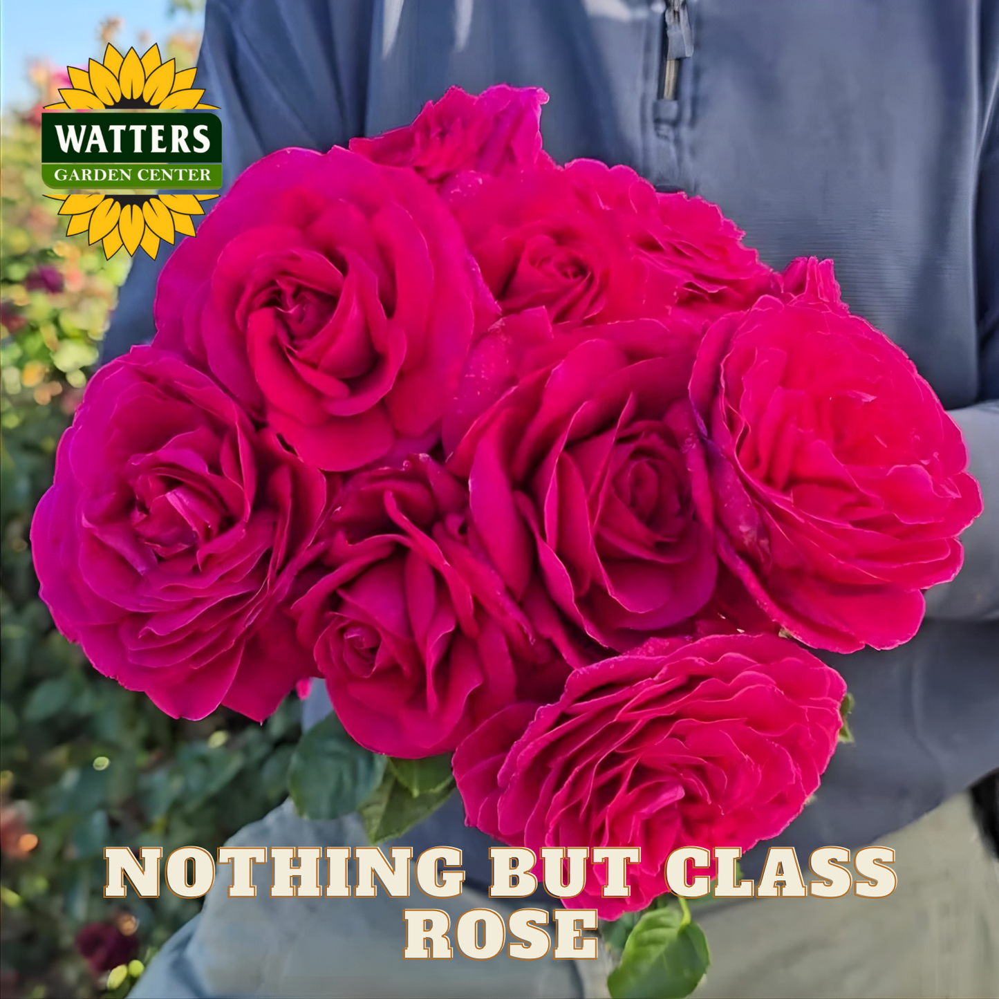 Bouquet of bright pink roses held by a person, with 'Watters Garden Center' logo.
