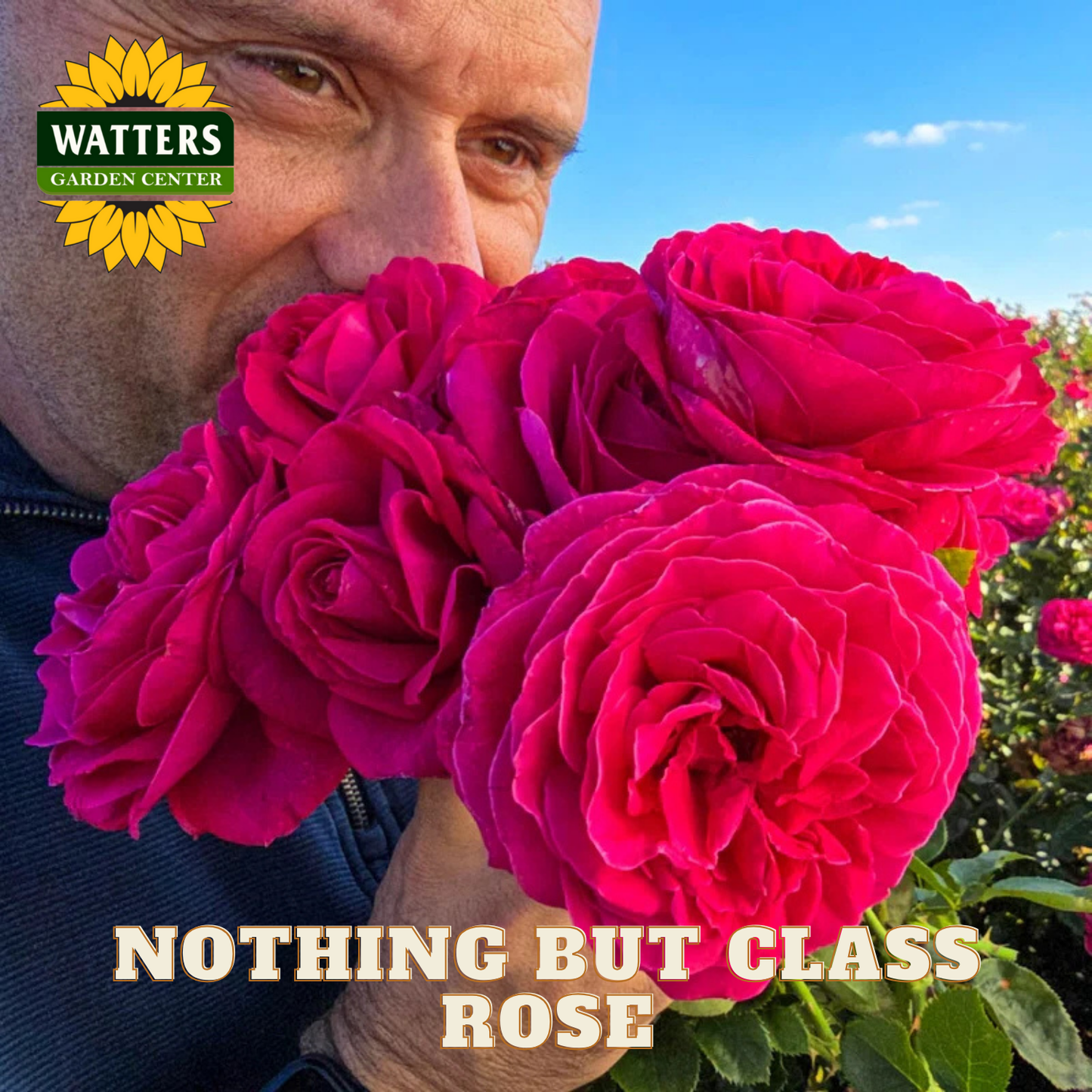 Person holding pink roses with Watters Garden Center branding and 'Nothing But Class Rose' text.