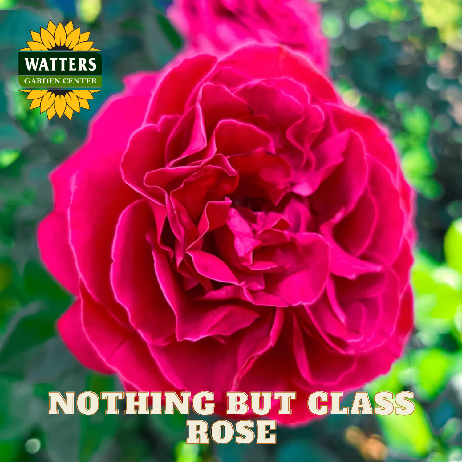 Close-up of a bright pink rose with 'Watters Garden Center' logo and text overlay.