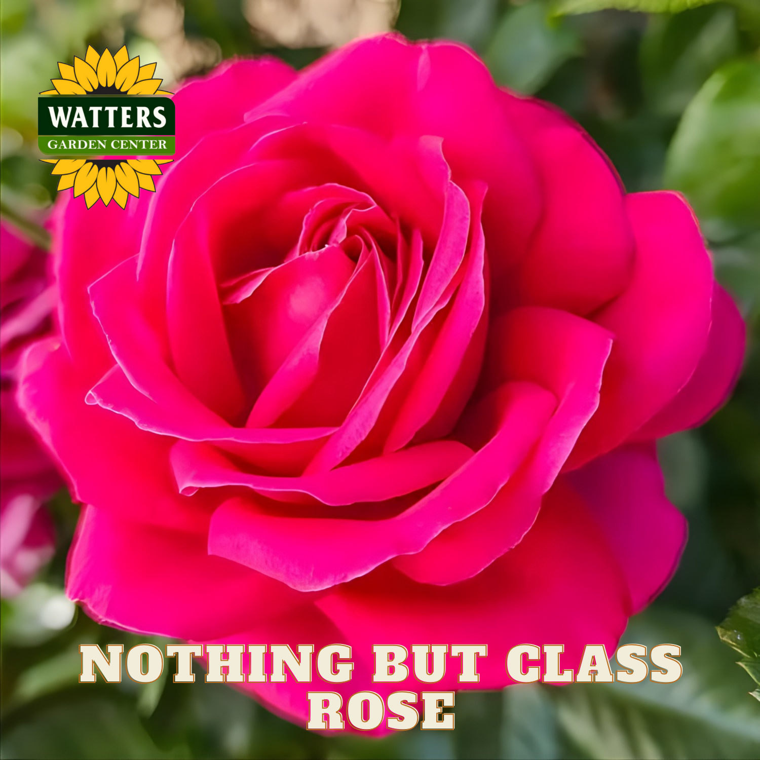 Close-up of a bright pink rose with 'Watters Garden Center' logo and text overlay.