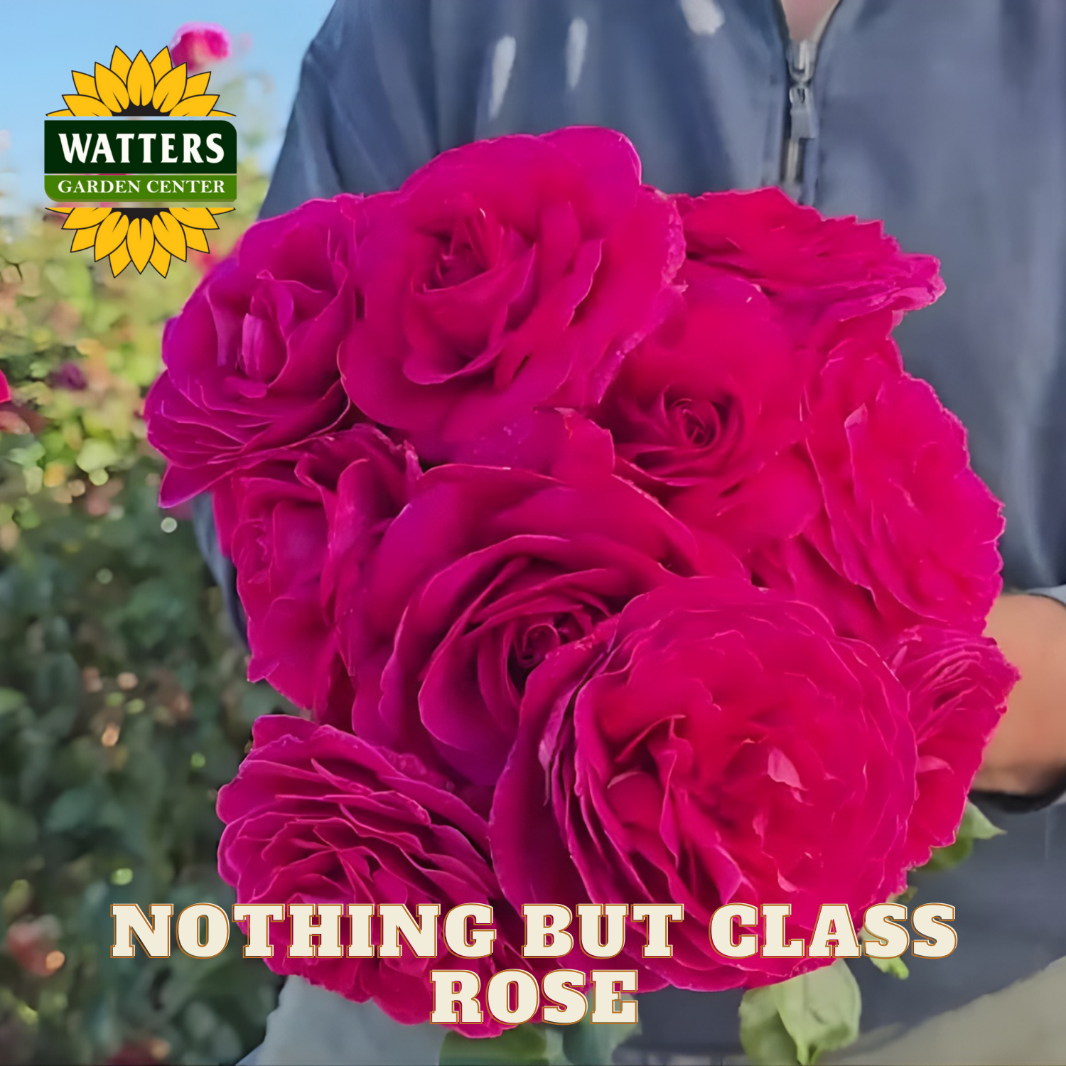 Bouquet of bright pink roses held by a person with Watters Garden Center branding.