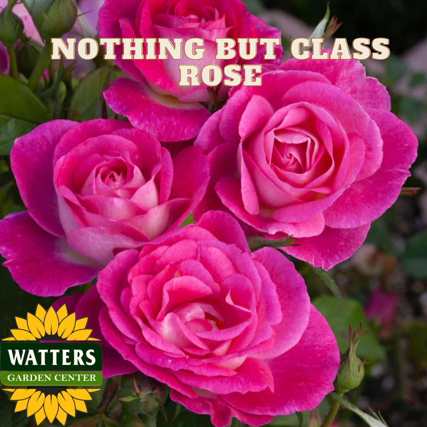 Pink roses with 'Nothing But Class Rose' text and Watters Garden Center logo.