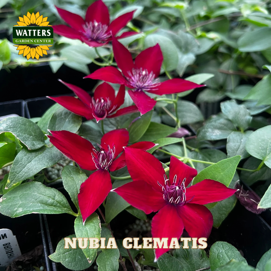 Red clematis flowers with green leaves and Watters Garden Center branding.