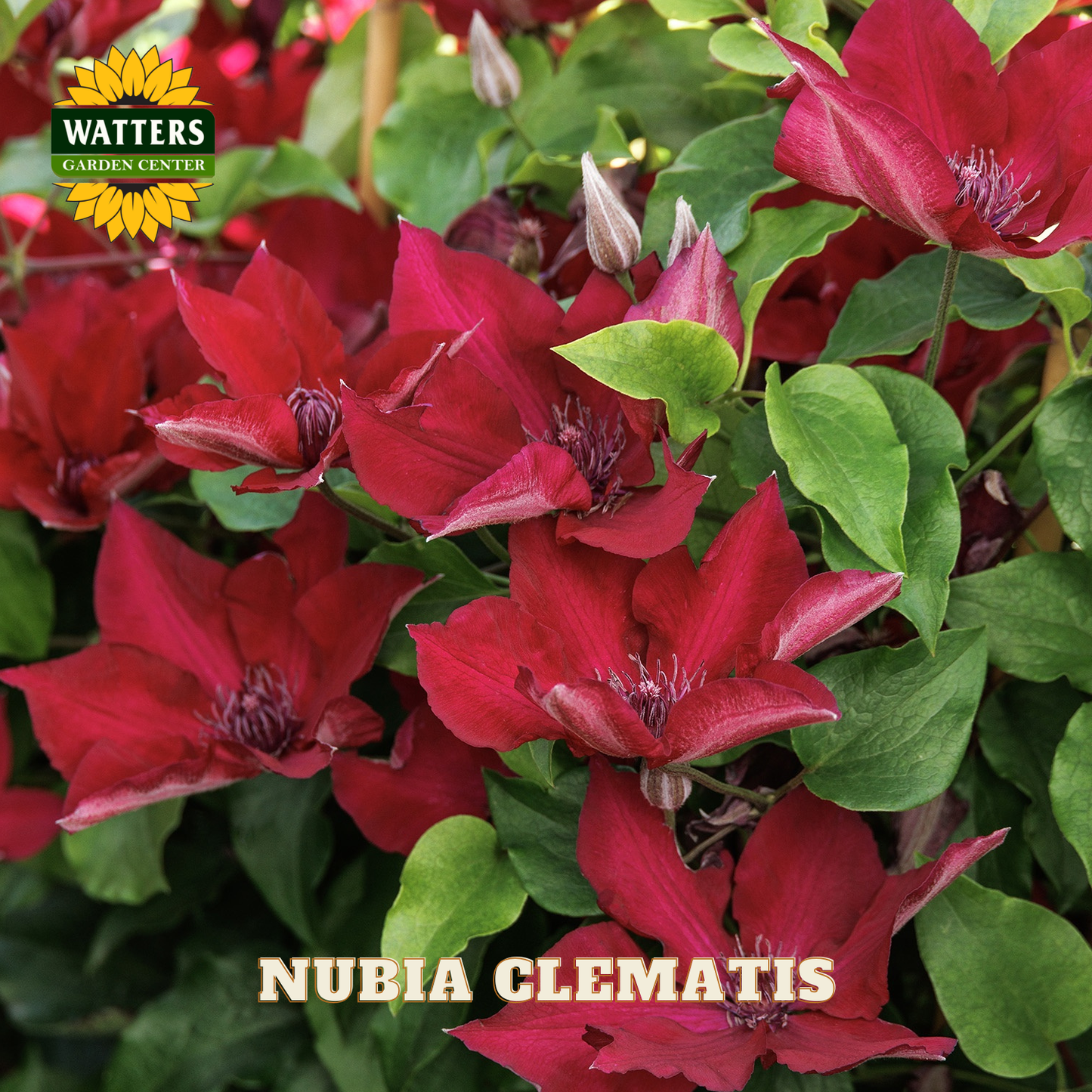 Red Clematis flowers with green leaves and Watters Garden Center logo.