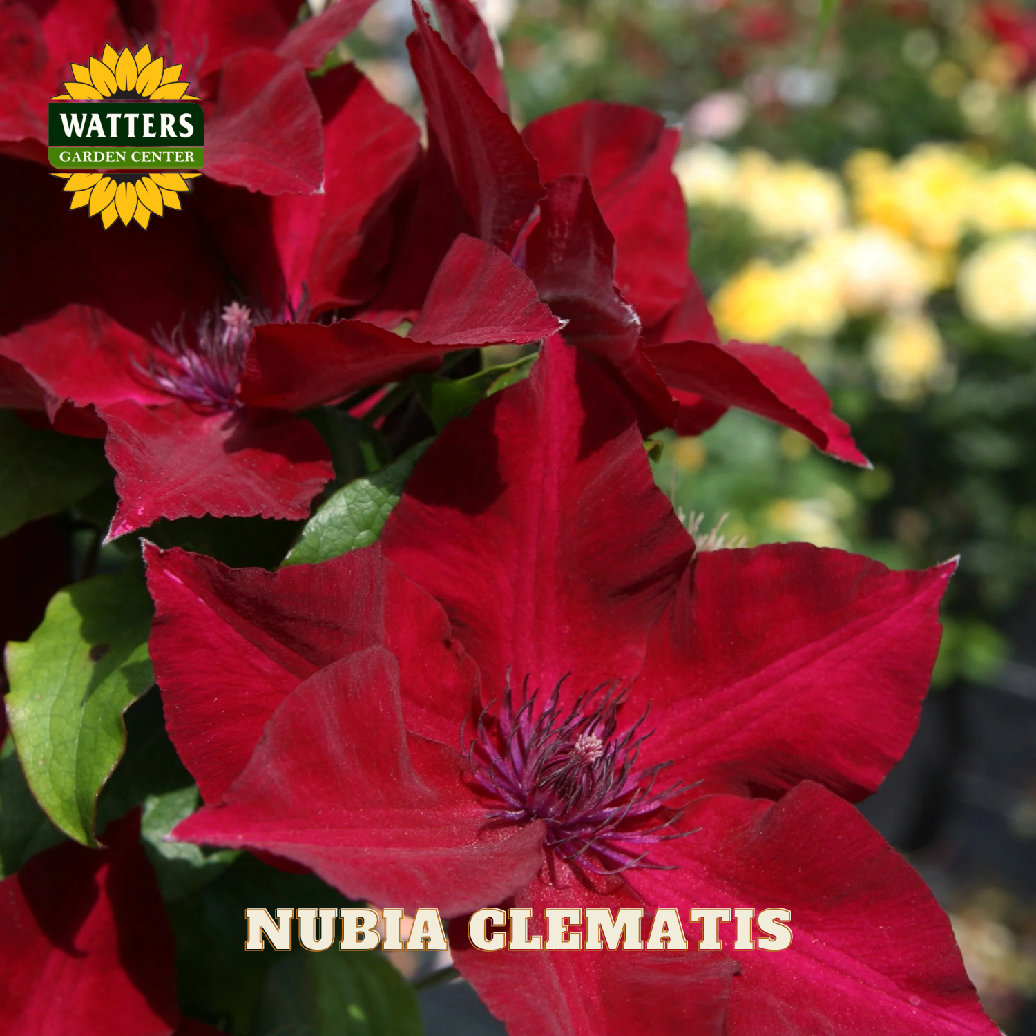 Red Clematis flowers with Watters Garden Center logo and 'Nubia Clematis' text.