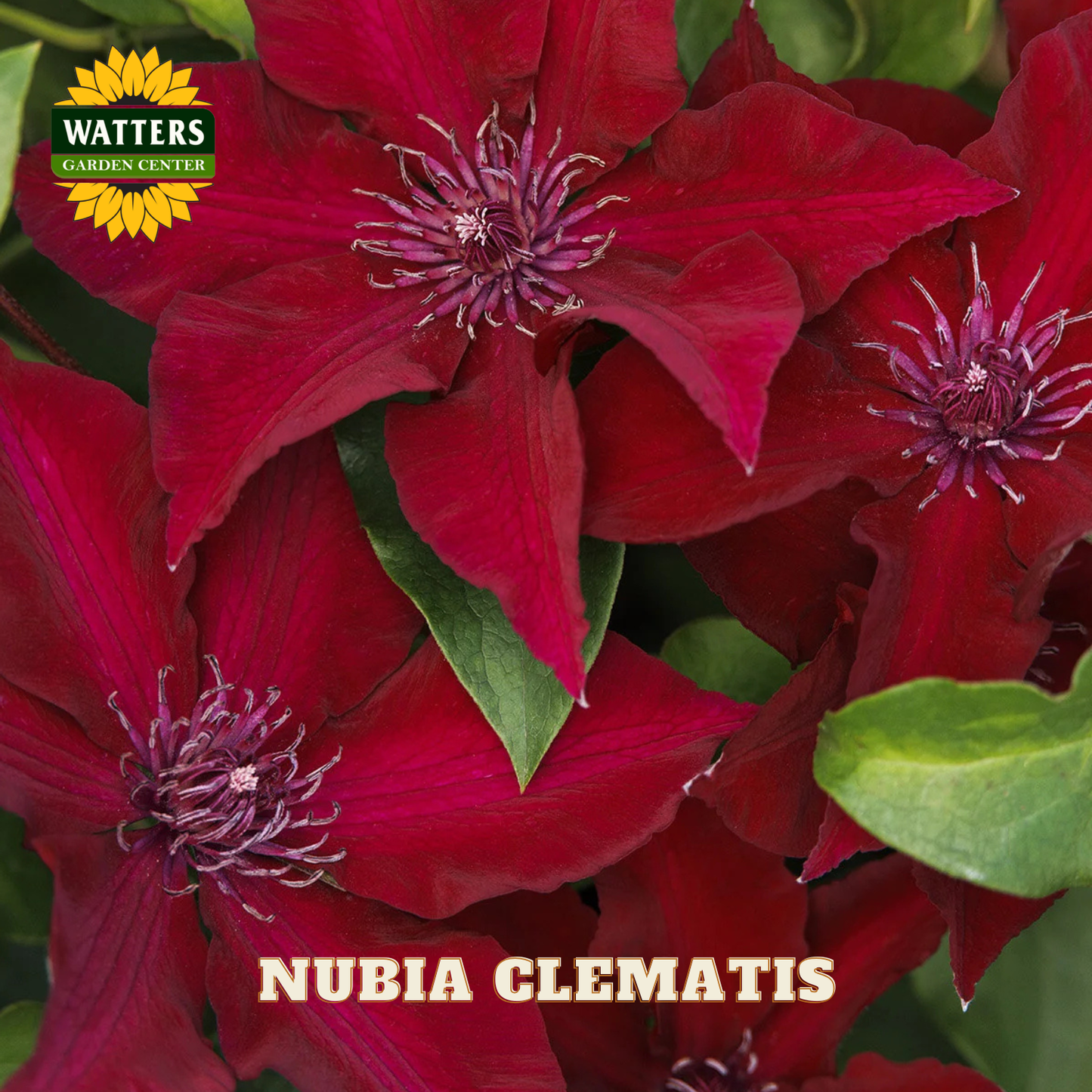 Red Nubia Clematis flowers with green leaves and Watters Garden Center logo.