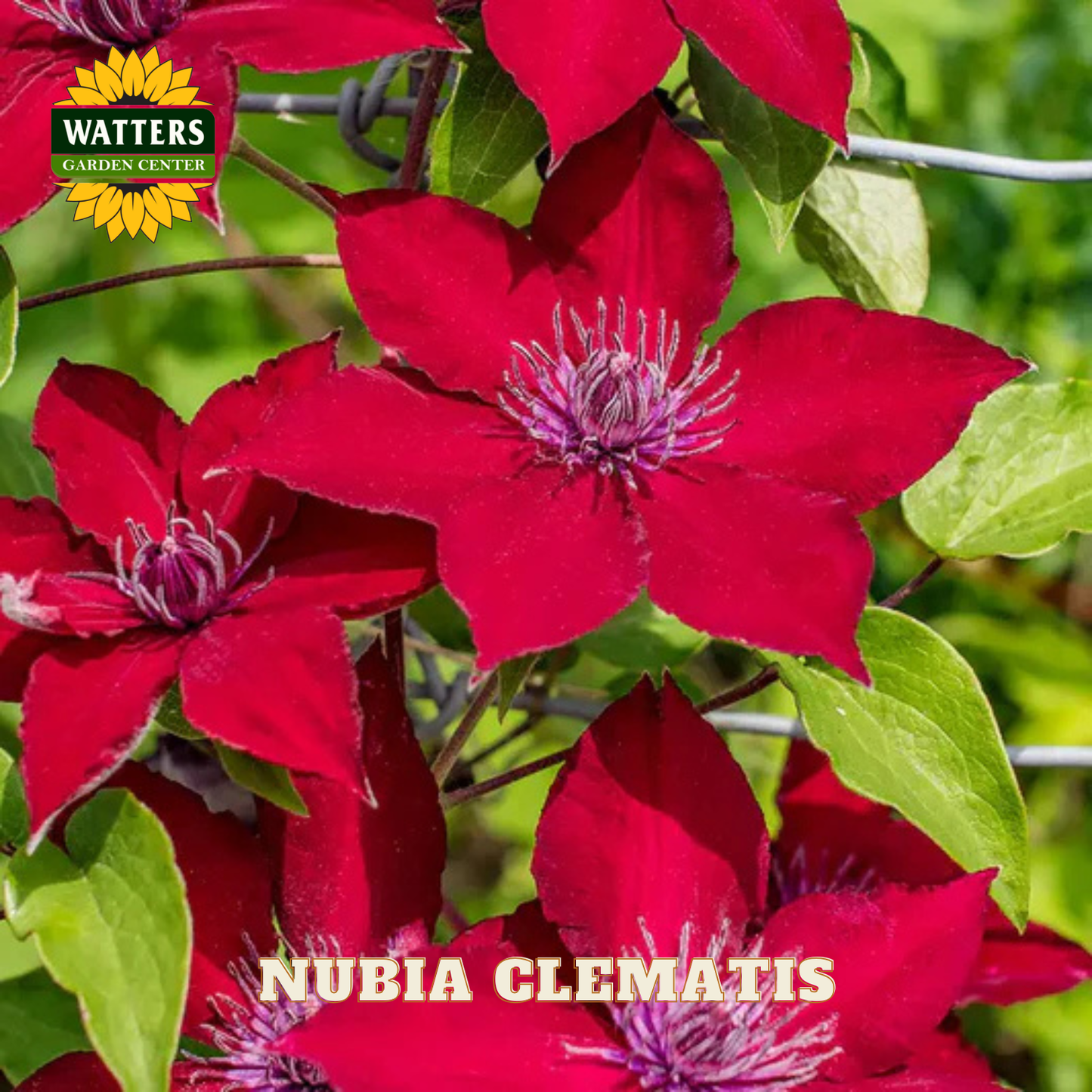 Red clematis flowers with green leaves and Watters Garden Center logo.