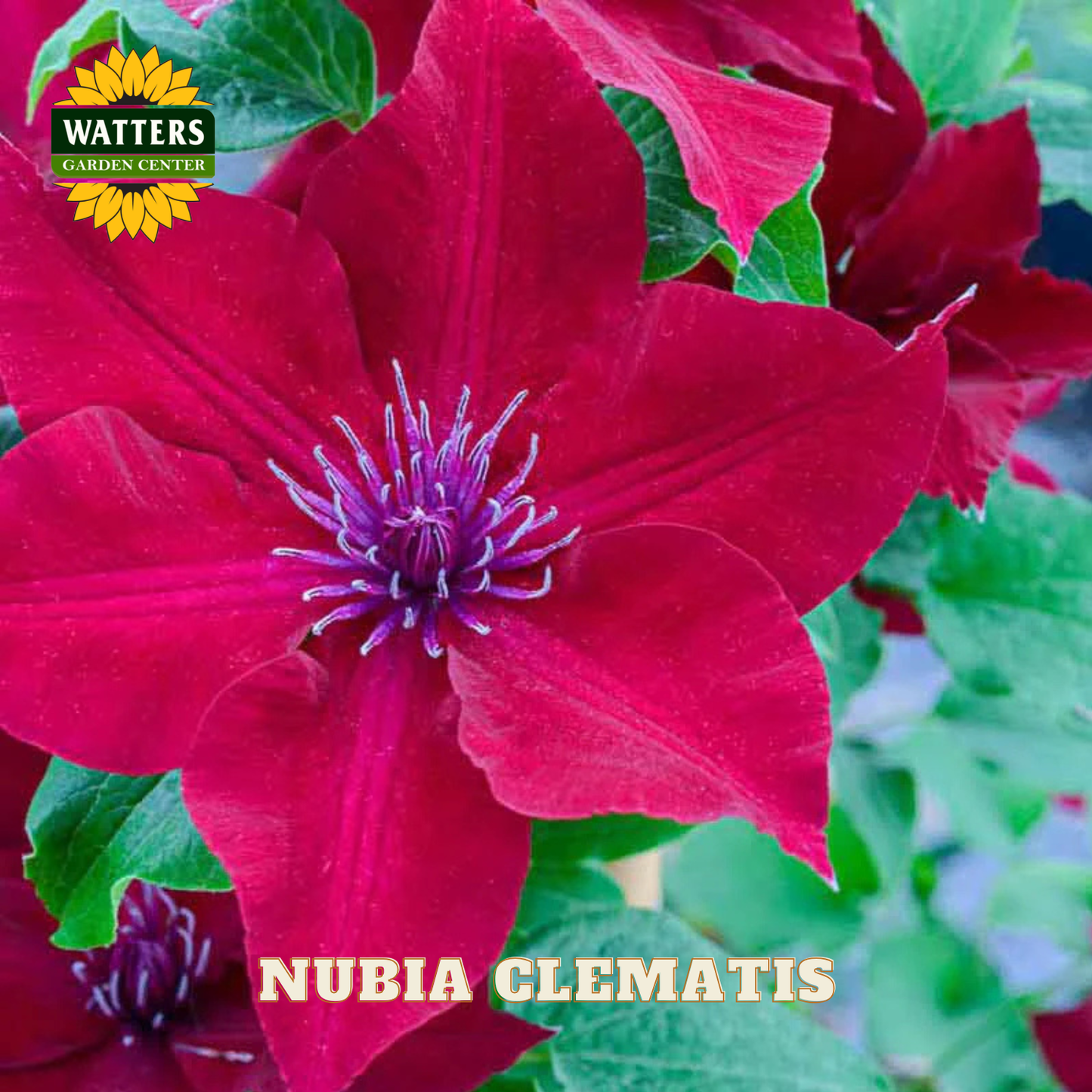 Red clematis flower with green leaves and Watters Garden Center logo.