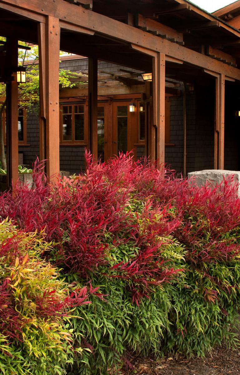 TUSCAN FLAME NANDINA 5gal