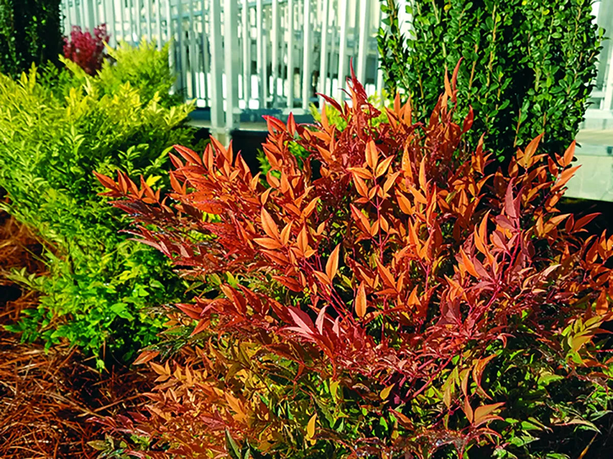 TUSCAN FLAME NANDINA 5gal