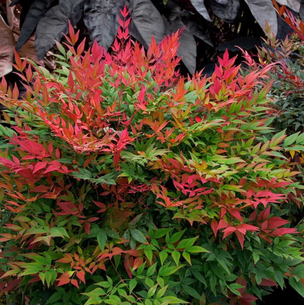 TUSCAN FLAME NANDINA 5gal
