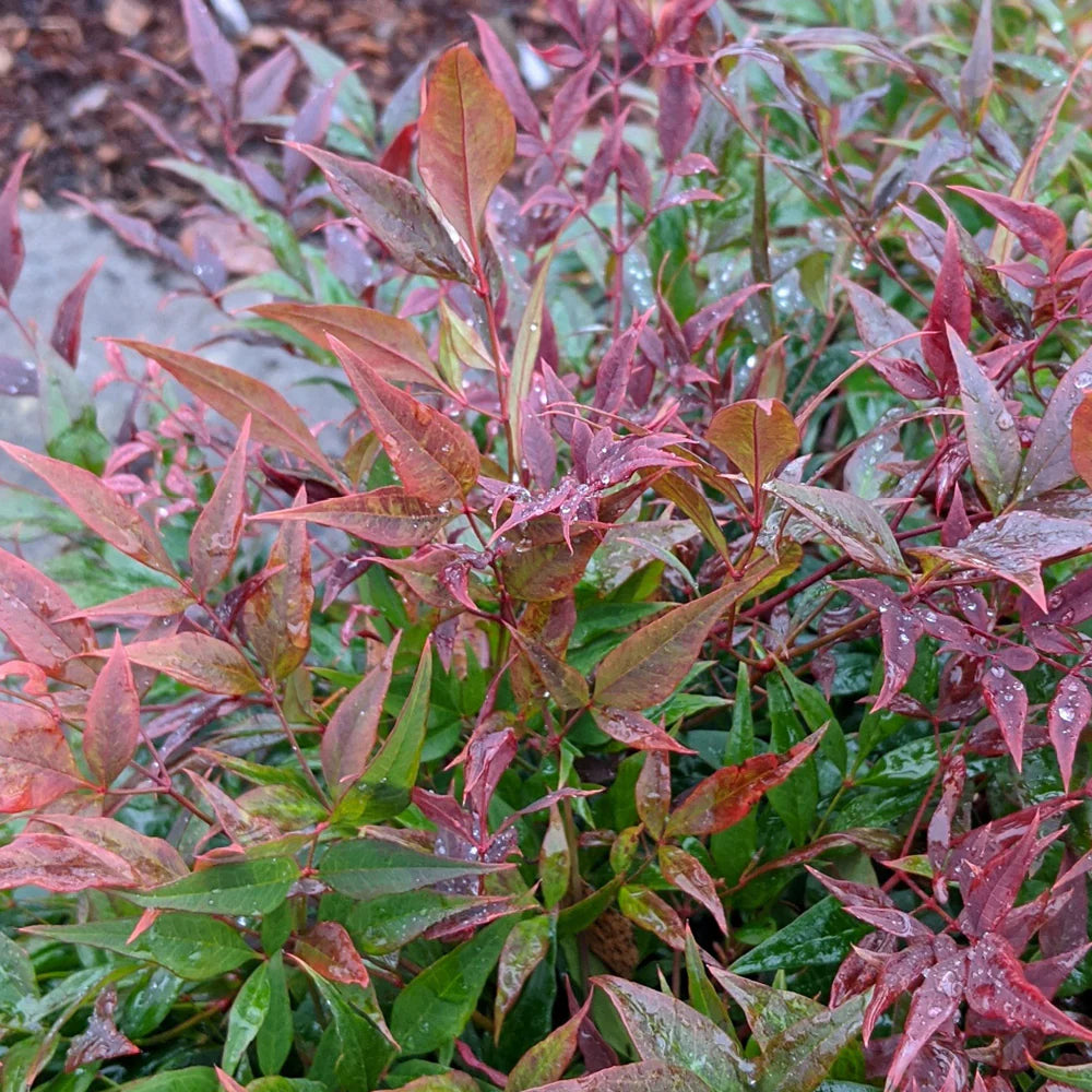 TUSCAN FLAME NANDINA 5gal