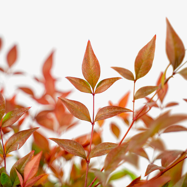 TUSCAN FLAME NANDINA 5gal