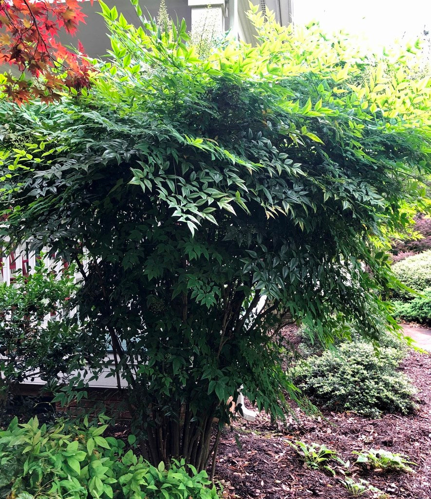 COMPACT HEAVENLY BAMBOO NANDINA 5gal