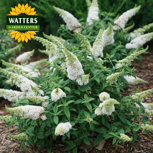 NANHO ALBA BUTTERFLY BUSH 5 gal