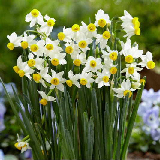 Narcissus - Daffodil Canaliculatus