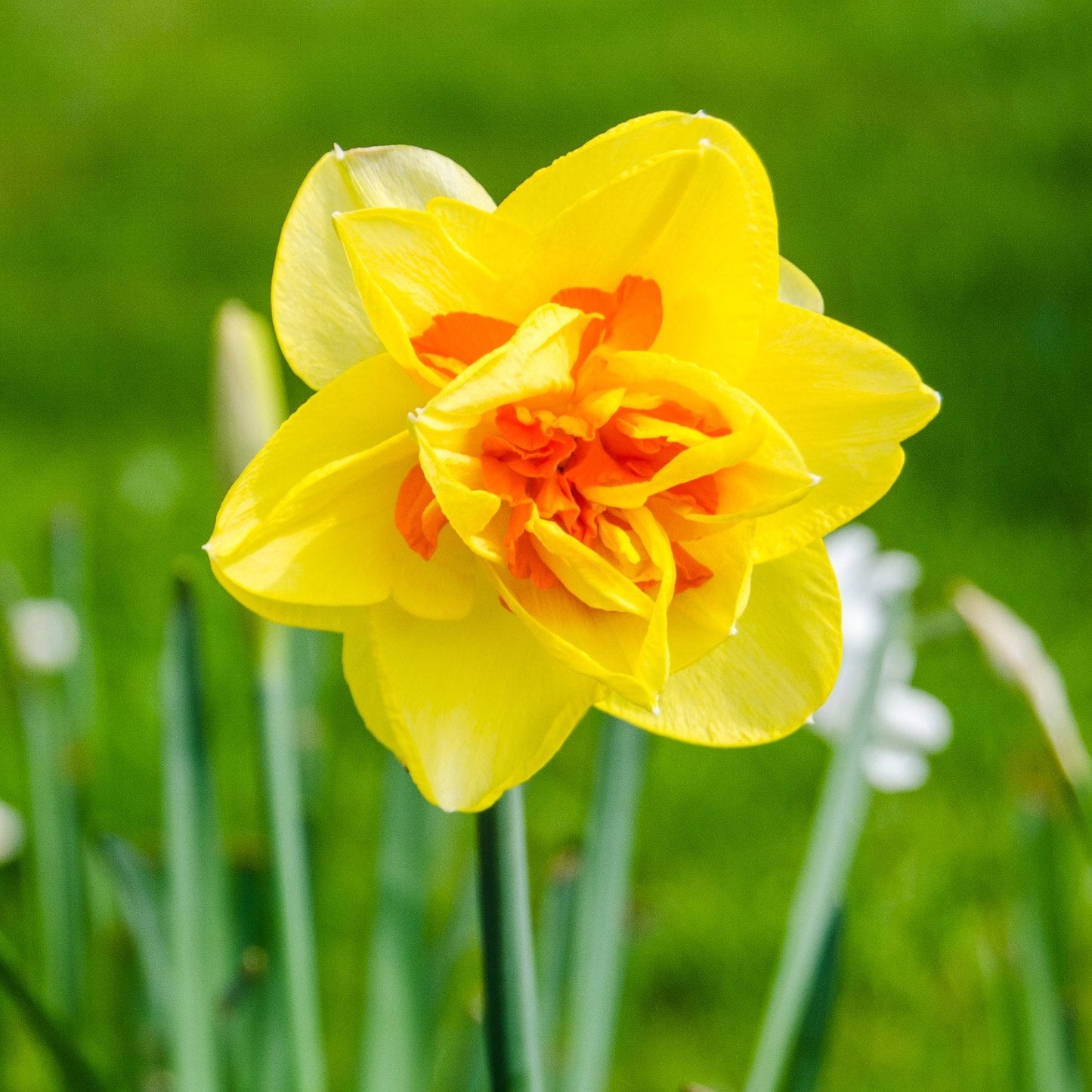 Tahiti Daffodil - PreOrder
