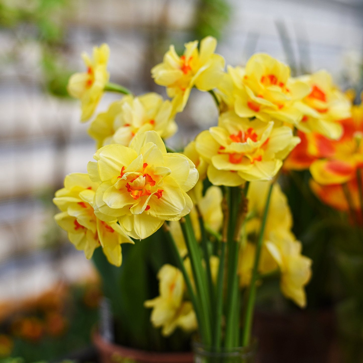 Tahiti Daffodil - PreOrder