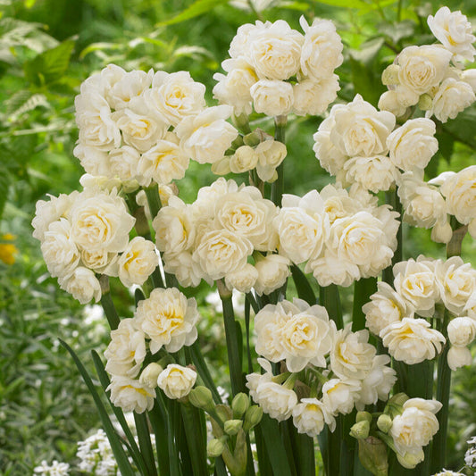 Narcissus - Daffodil Erlicheer